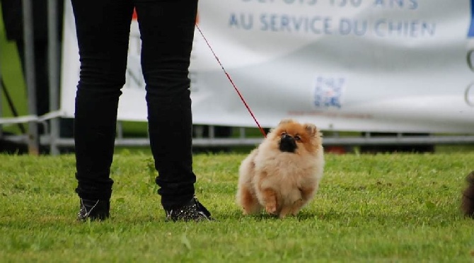 Des Hauts De Montlas - Exposition Aurillac 13.07.2014 CACS