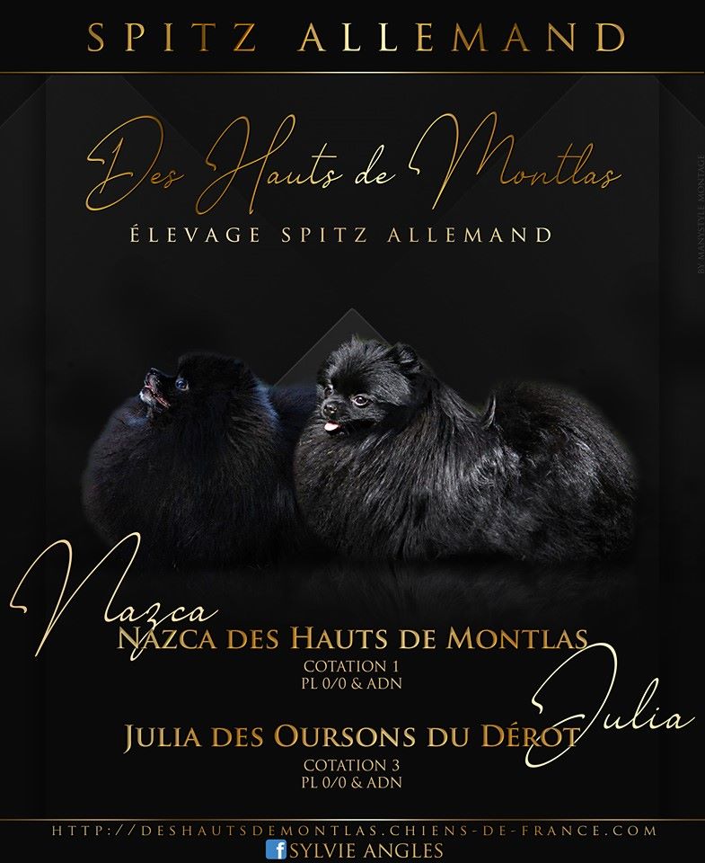 Des Hauts De Montlas - Confirmation de Gestation de Notre Belle Julia des Oursons du Dérot