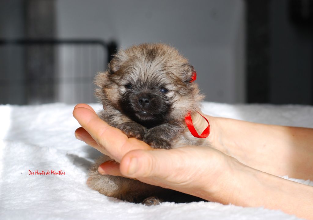 Des Hauts De Montlas - Chiot disponible  - Spitz allemand