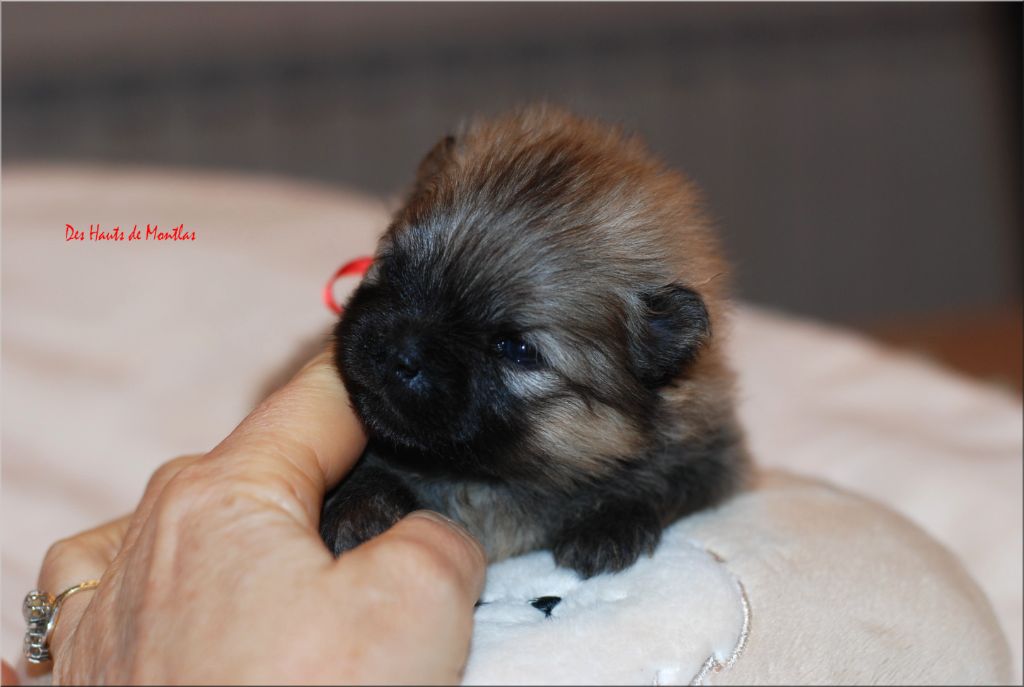 Des Hauts De Montlas - Chiot disponible  - Spitz allemand