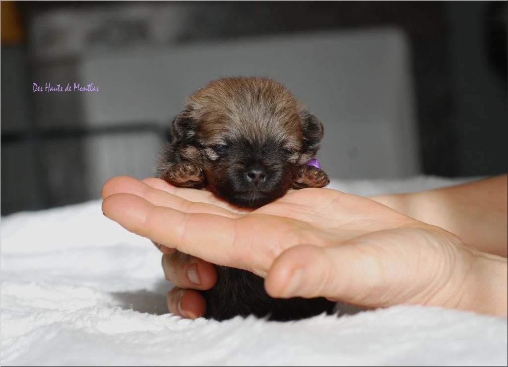 Des Hauts De Montlas - Chiot disponible  - Spitz allemand