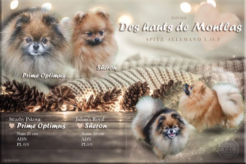 chiot Spitz allemand Des Hauts De Montlas