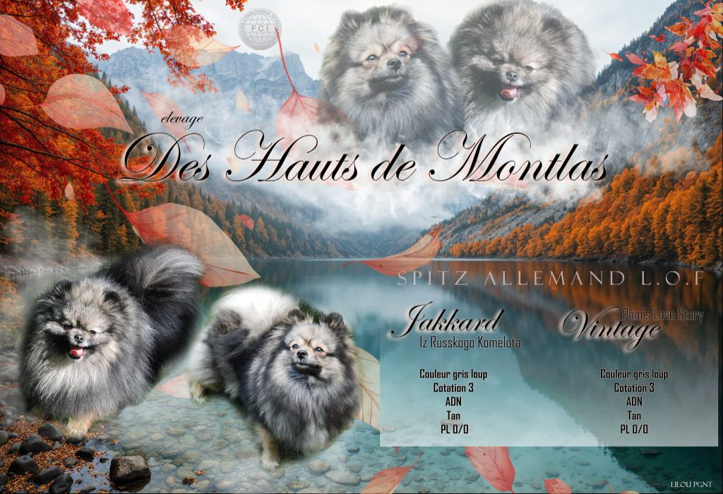 chiot Spitz allemand Des Hauts De Montlas