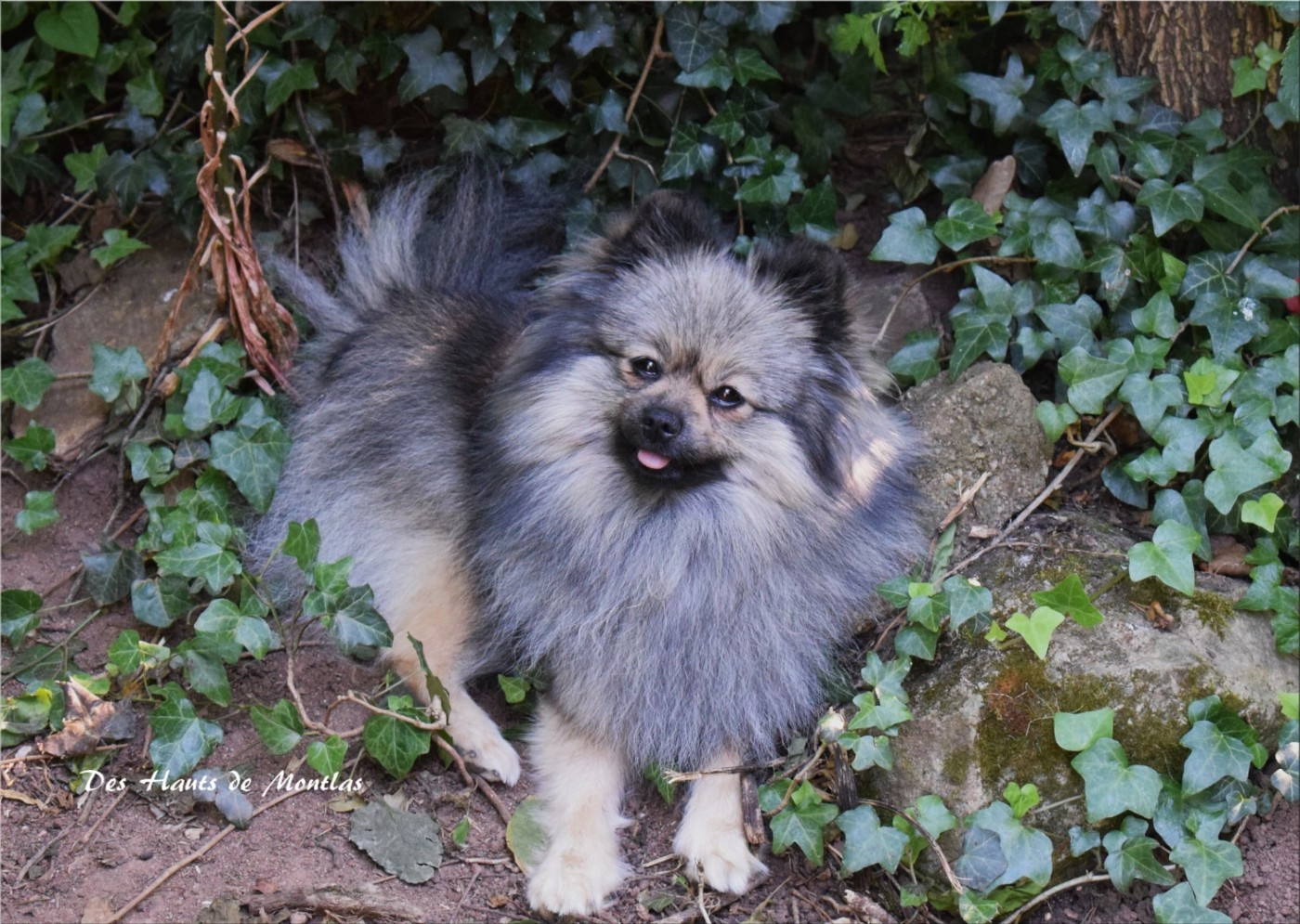 pom's love story Wolf Wolfie