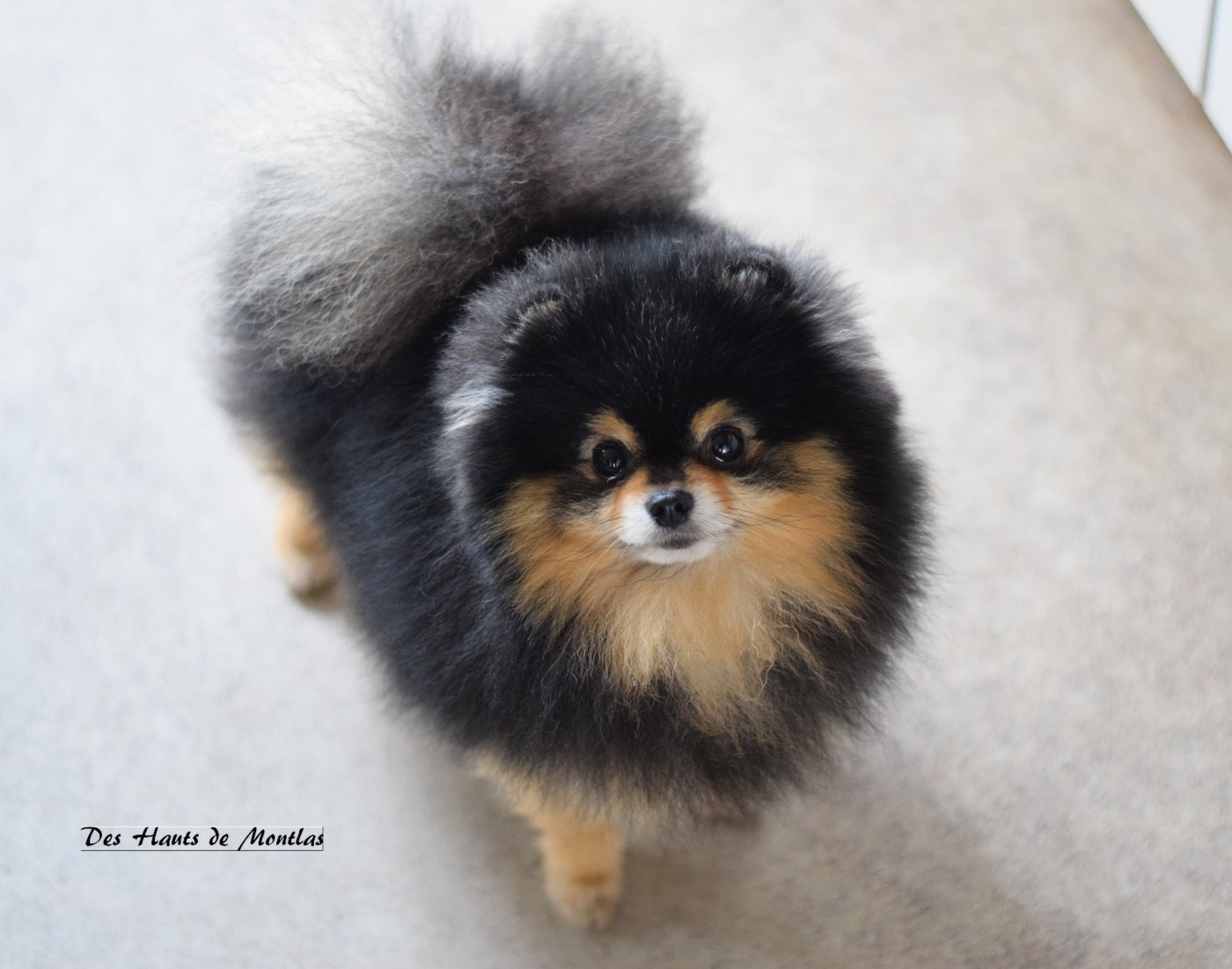 CH. Crazy Charms Versace