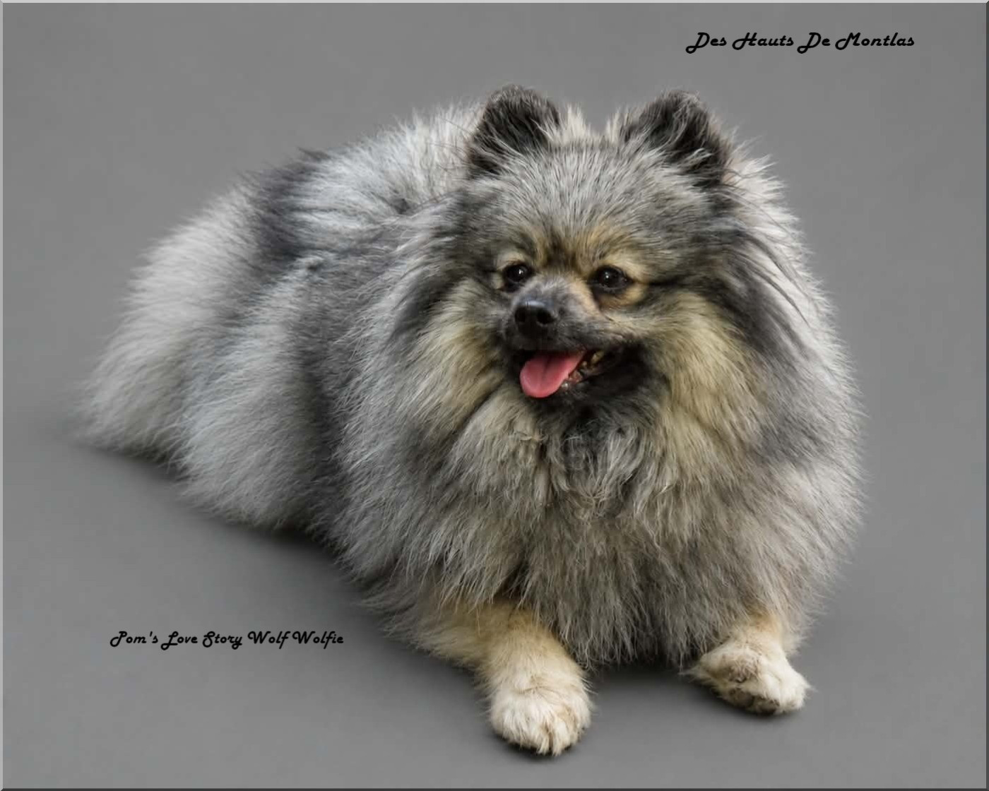 pom's love story Wolf Wolfie