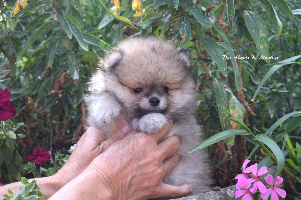 Des Hauts De Montlas - Chiots disponibles - Spitz allemand