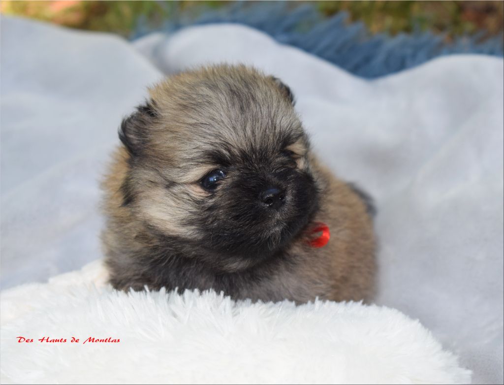 Des Hauts De Montlas - Chiots disponibles - Spitz allemand
