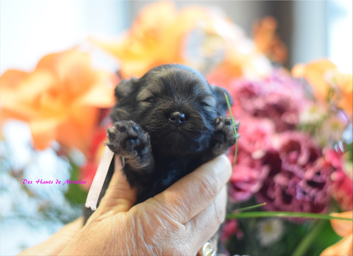 Des Hauts De Montlas - Chiots disponibles - Spitz allemand