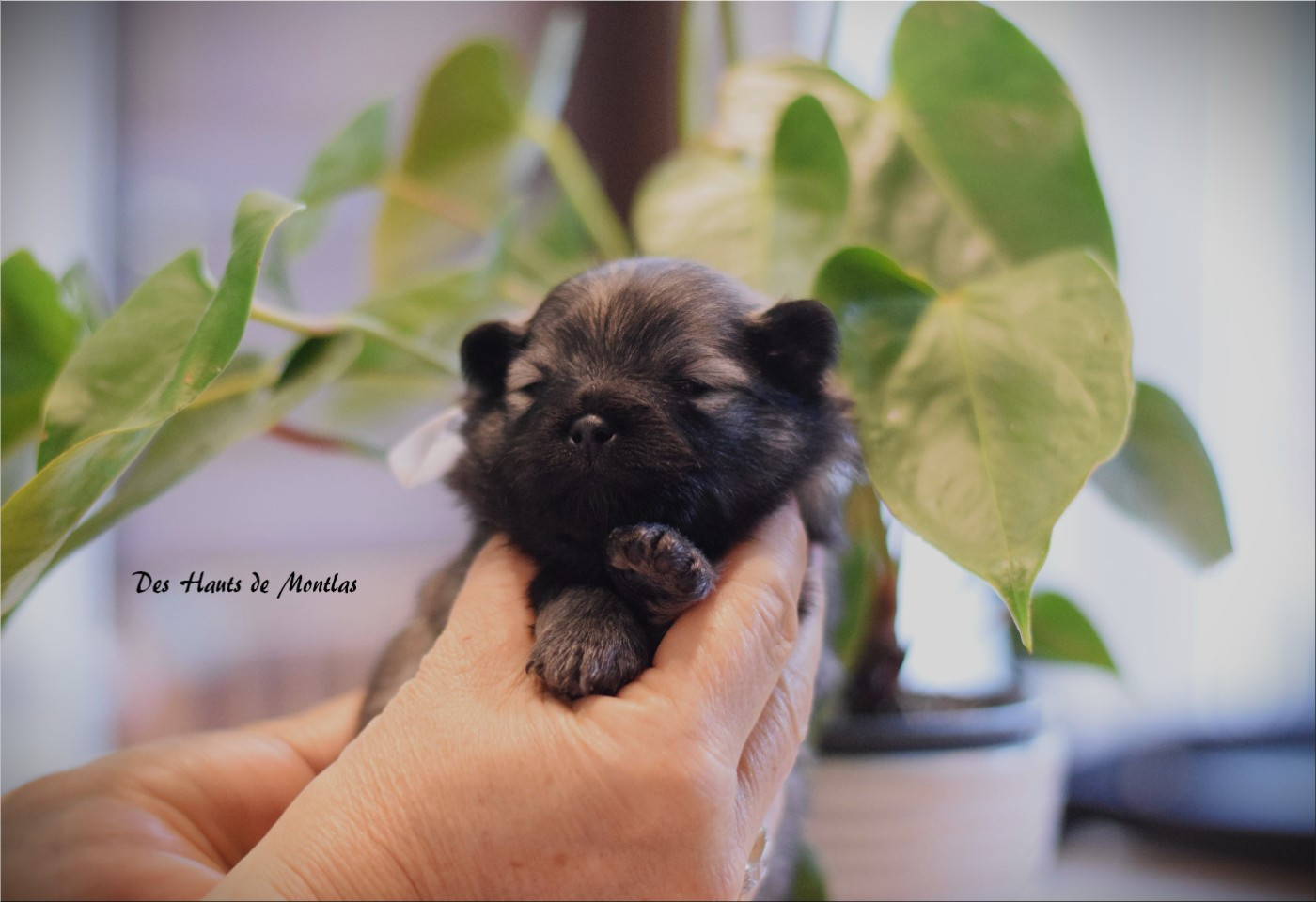 Des Hauts De Montlas - Chiots disponibles - Spitz allemand