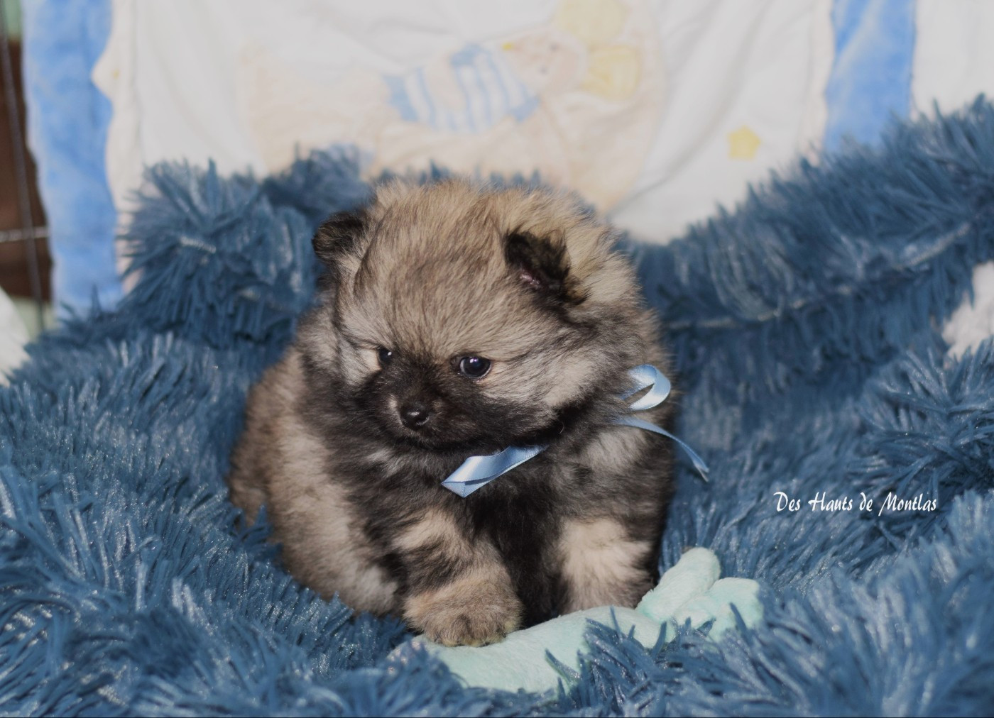 Des Hauts De Montlas - Chiots disponibles - Spitz allemand