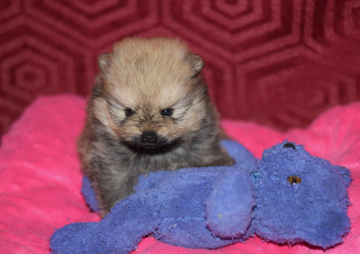 Des Hauts De Montlas - Chiots disponibles - Spitz allemand