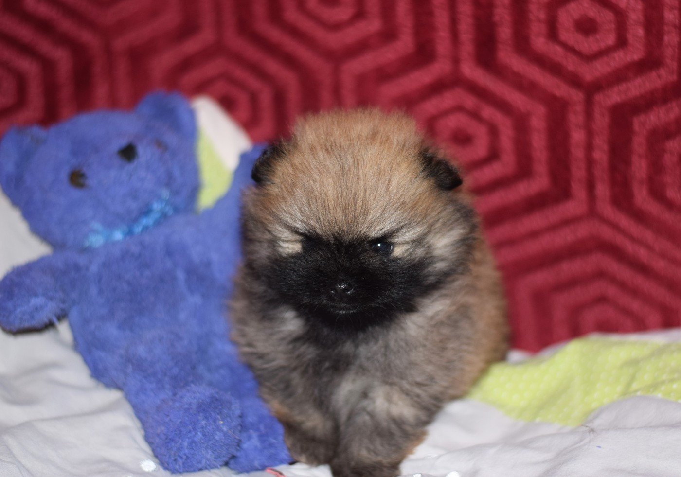 Des Hauts De Montlas - Chiots disponibles - Spitz allemand