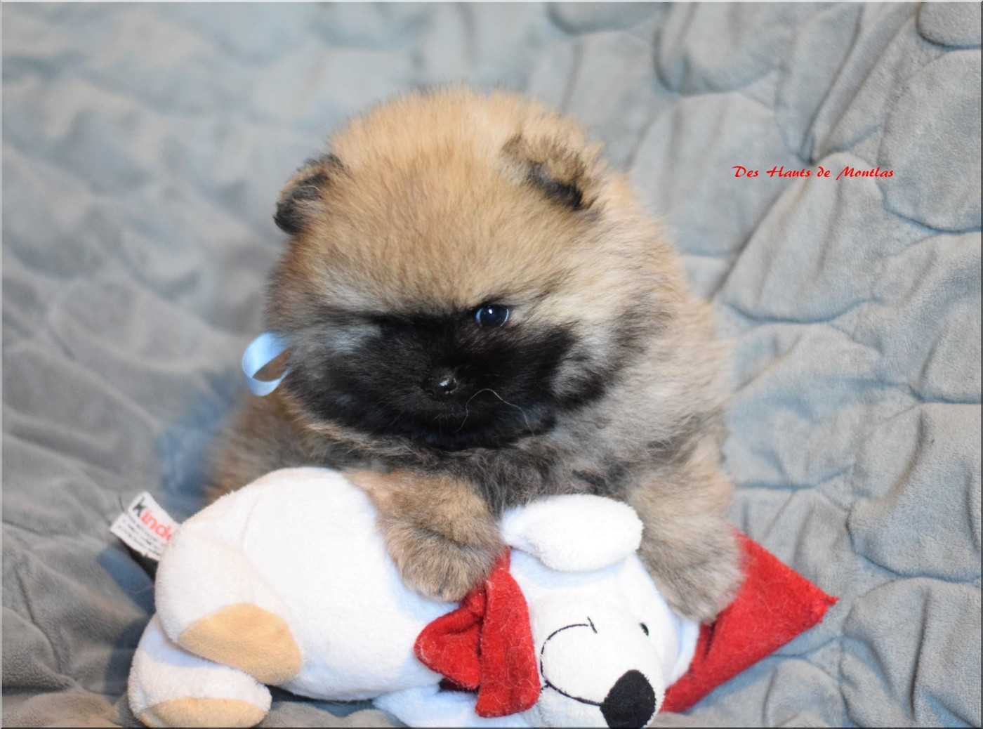 Des Hauts De Montlas - Chiots disponibles - Spitz allemand