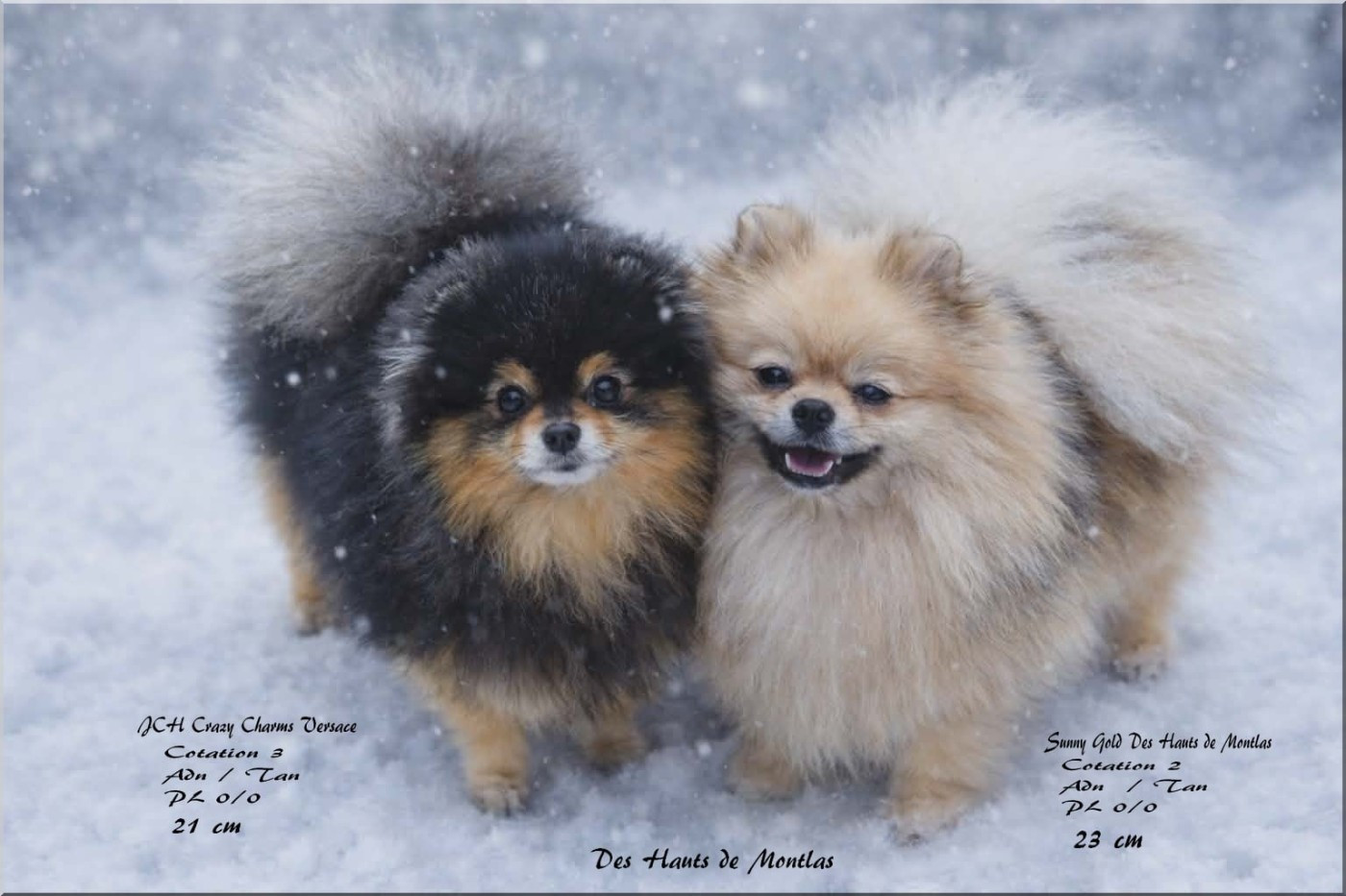 Chiot Spitz allemand Des Hauts De Montlas