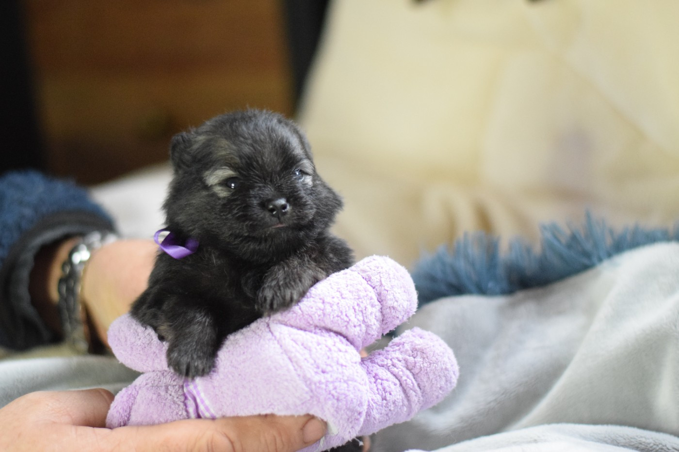 Des Hauts De Montlas - Chiots disponibles - Spitz allemand