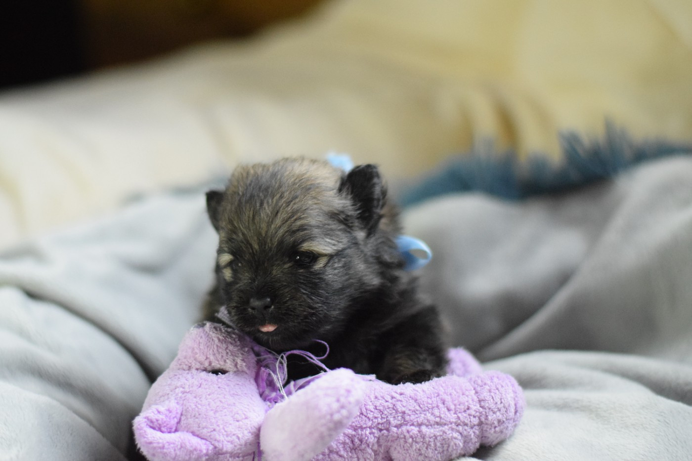 Des Hauts De Montlas - Chiots disponibles - Spitz allemand