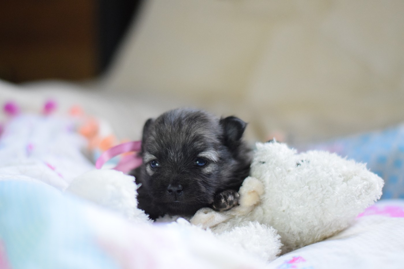 Des Hauts De Montlas - Chiots disponibles - Spitz allemand