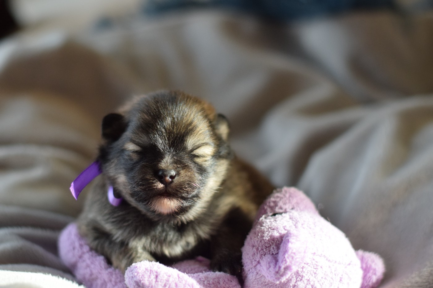 Des Hauts De Montlas - Chiots disponibles - Spitz allemand