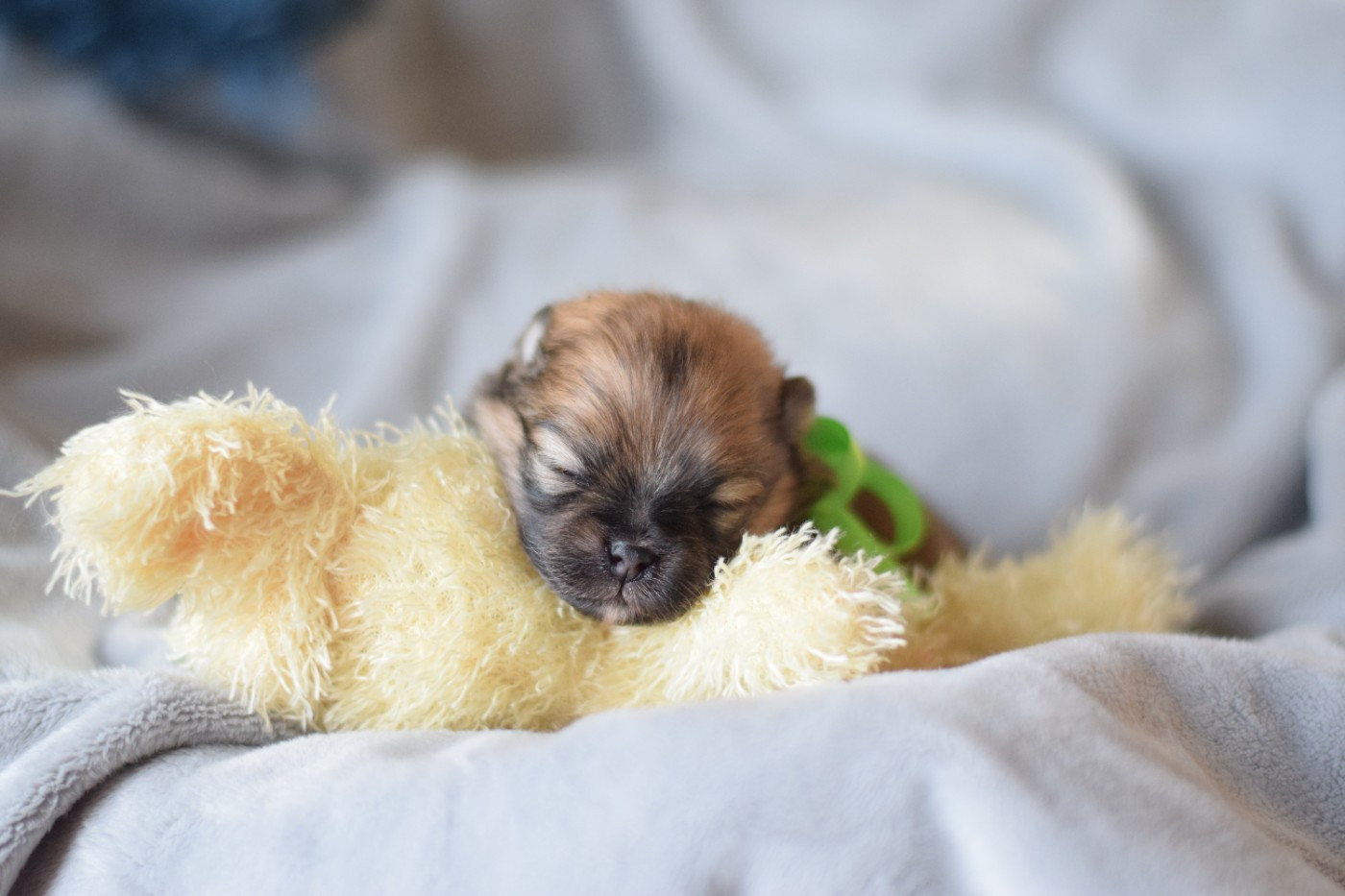 Des Hauts De Montlas - Chiots disponibles - Spitz allemand