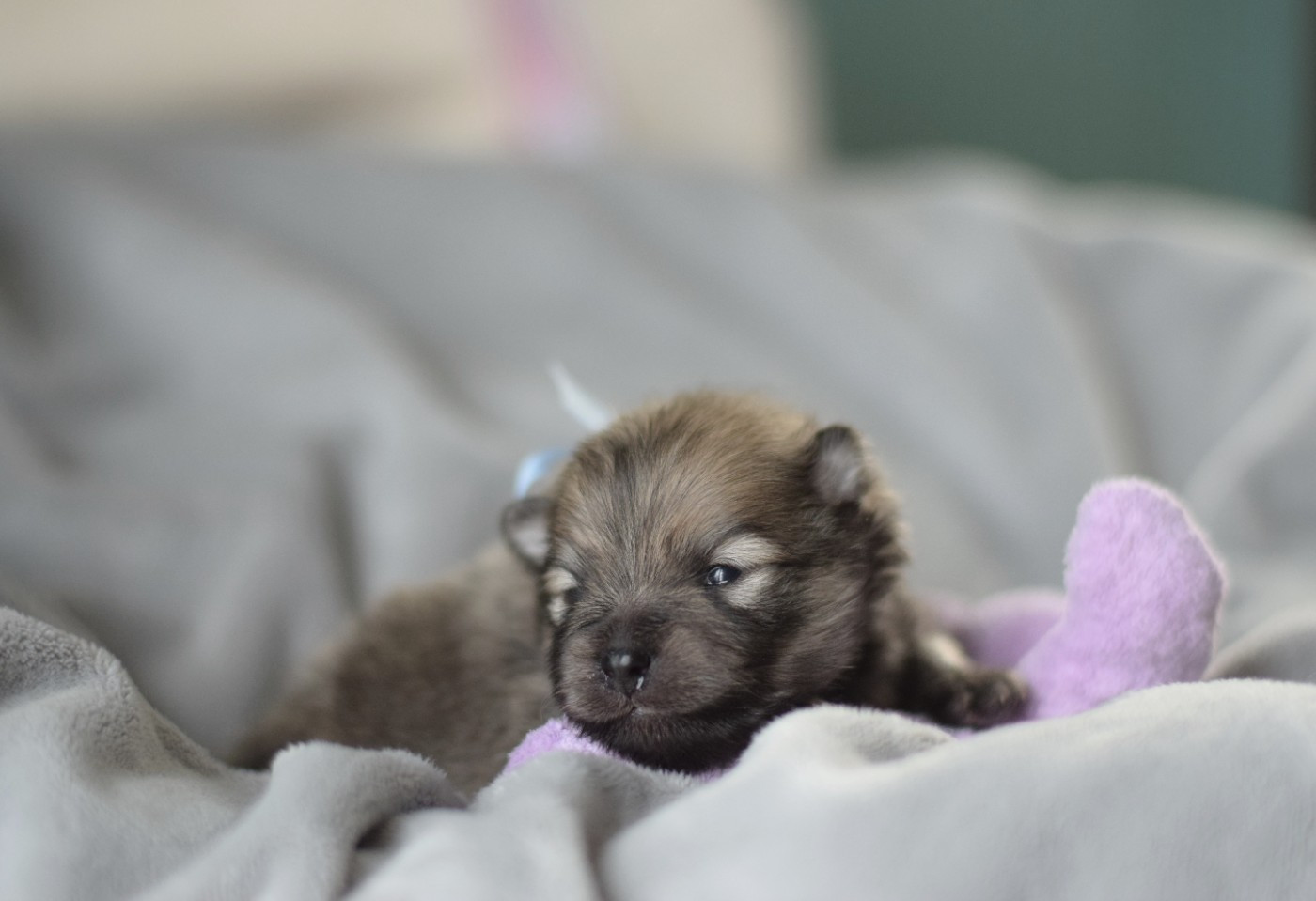 Des Hauts De Montlas - Chiots disponibles - Spitz allemand