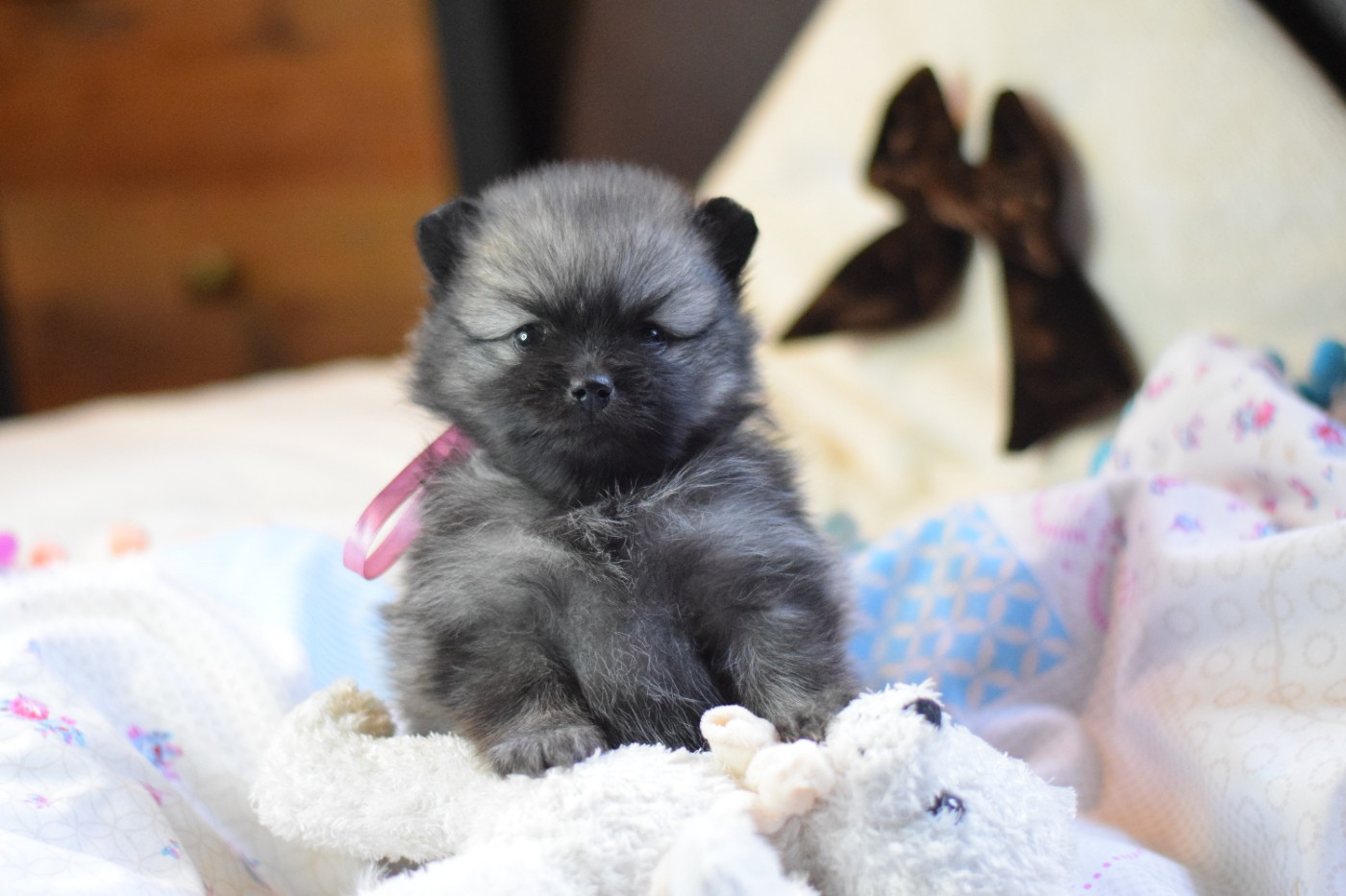 Des Hauts De Montlas - Chiots disponibles - Spitz allemand