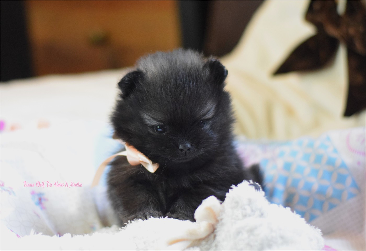 Des Hauts De Montlas - Chiots disponibles - Spitz allemand