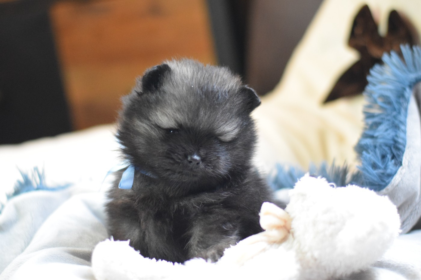 Des Hauts De Montlas - Chiots disponibles - Spitz allemand