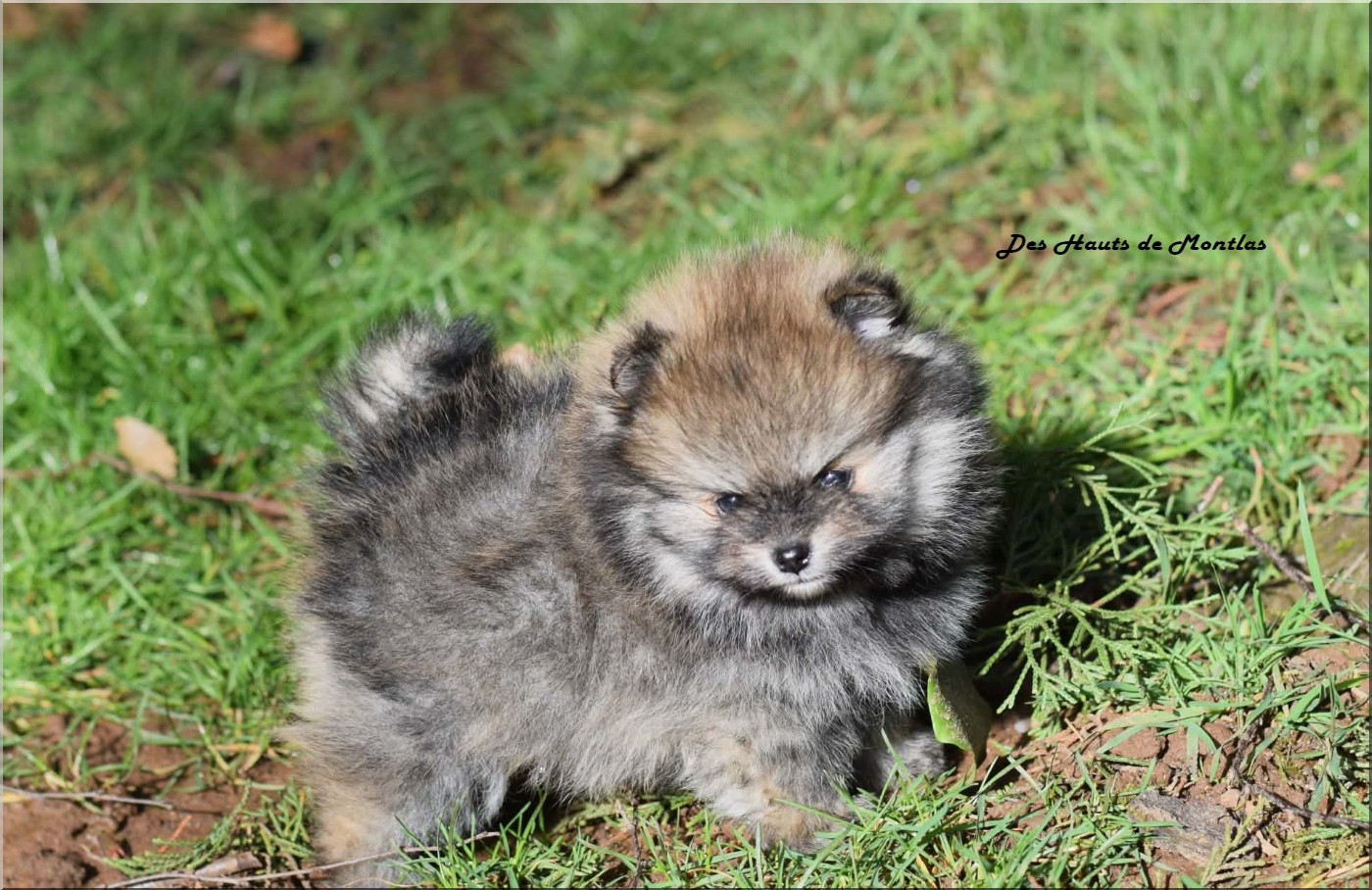 Des Hauts De Montlas - Chiots disponibles - Spitz allemand