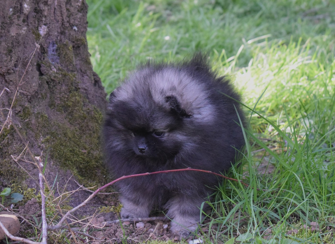 Des Hauts De Montlas - Chiots disponibles - Spitz allemand