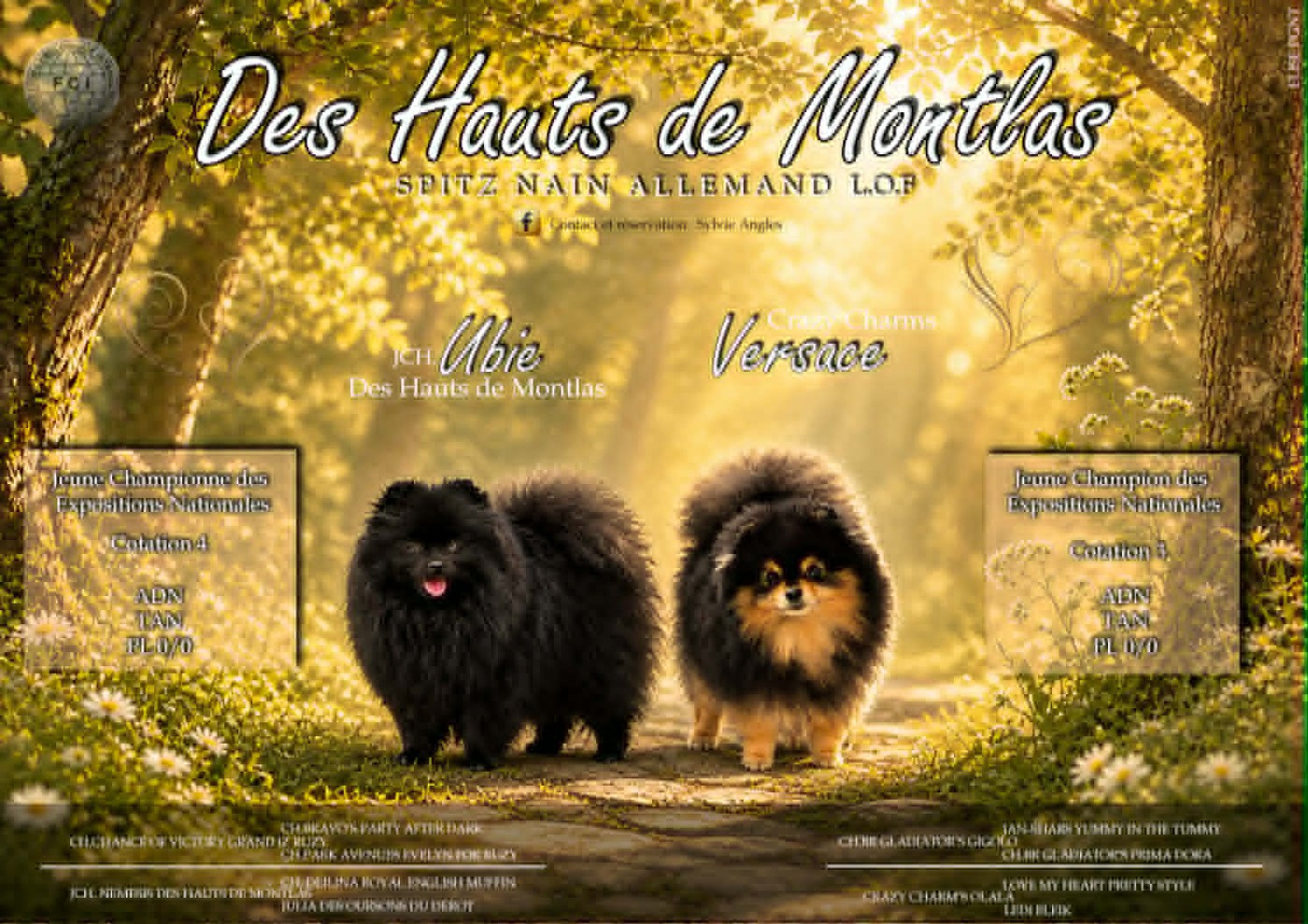 Des Hauts De Montlas - Spitz allemand - Portée née le 16/04/2026