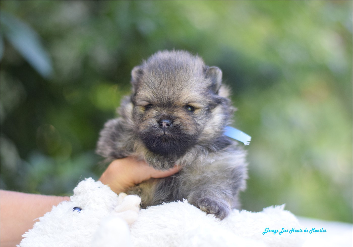 Des Hauts De Montlas - Chiots disponibles - Spitz allemand