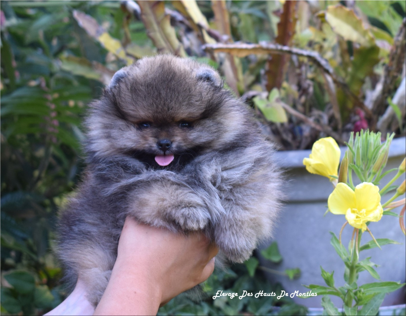 Des Hauts De Montlas - Chiots disponibles - Spitz allemand