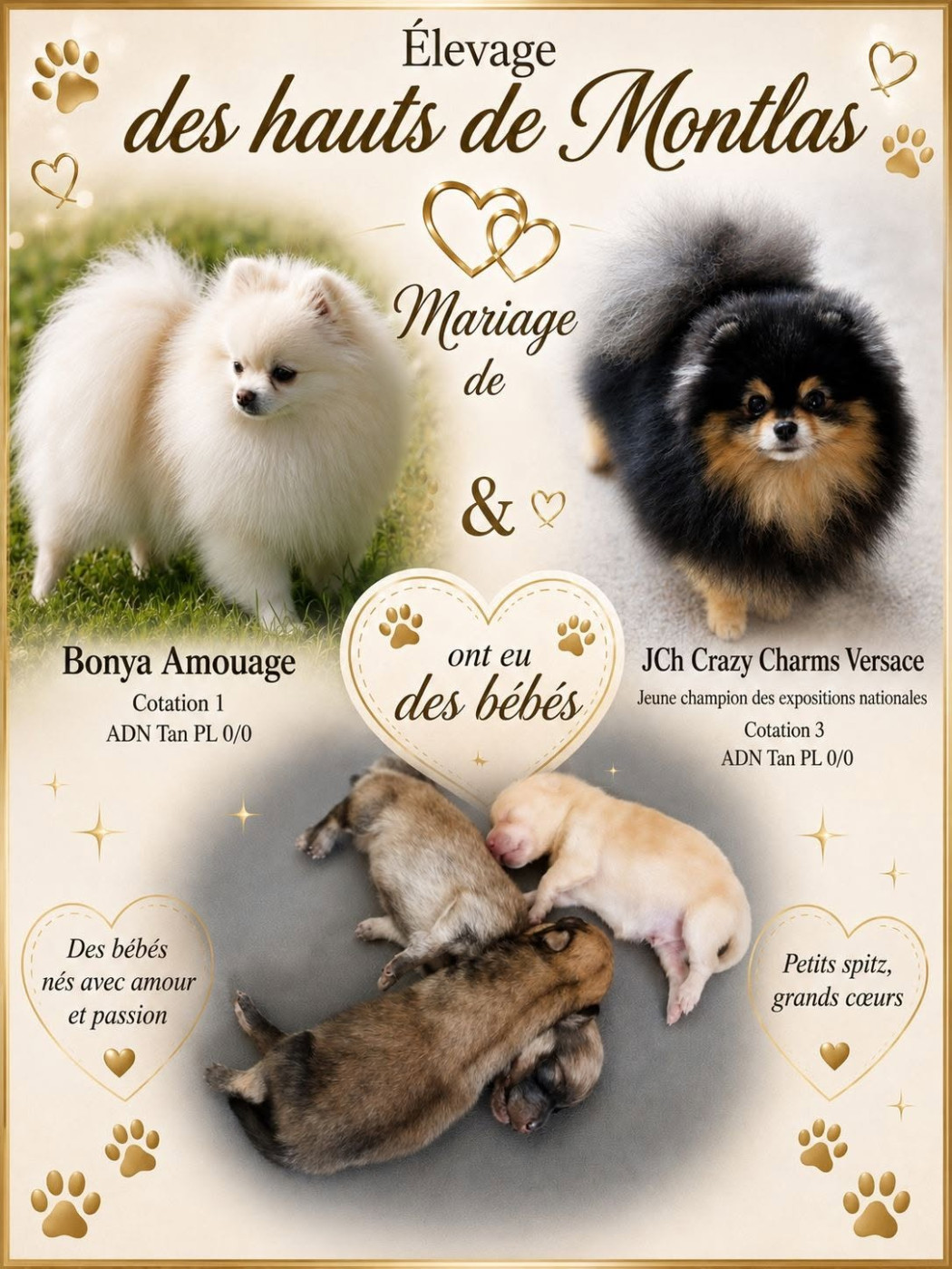 Chiot Spitz allemand Des Hauts De Montlas