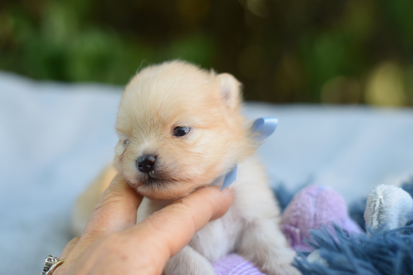 Des Hauts De Montlas - Chiots disponibles - Spitz allemand