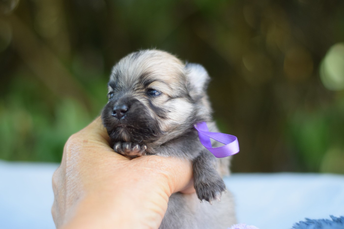 Des Hauts De Montlas - Chiots disponibles - Spitz allemand