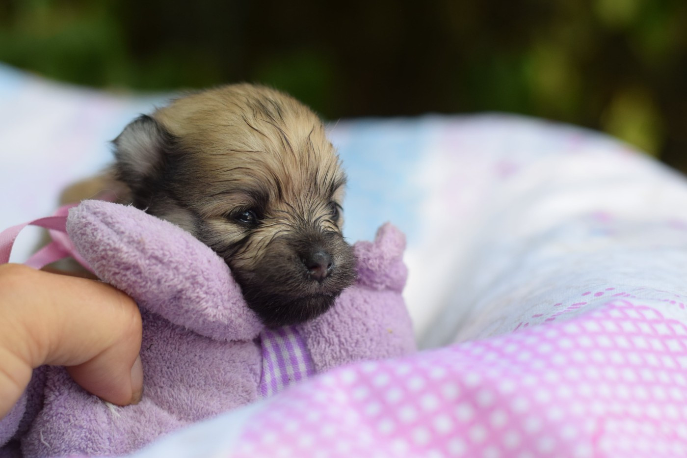 Des Hauts De Montlas - Chiots disponibles - Spitz allemand