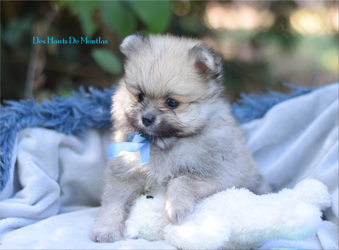 Des Hauts De Montlas - Chiots disponibles - Spitz allemand
