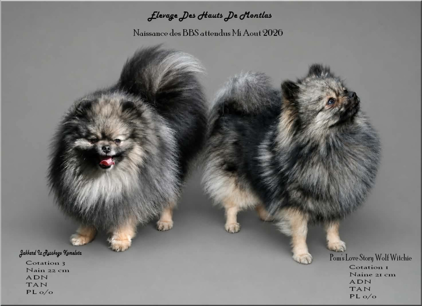 Chiot Spitz allemand Des Hauts De Montlas