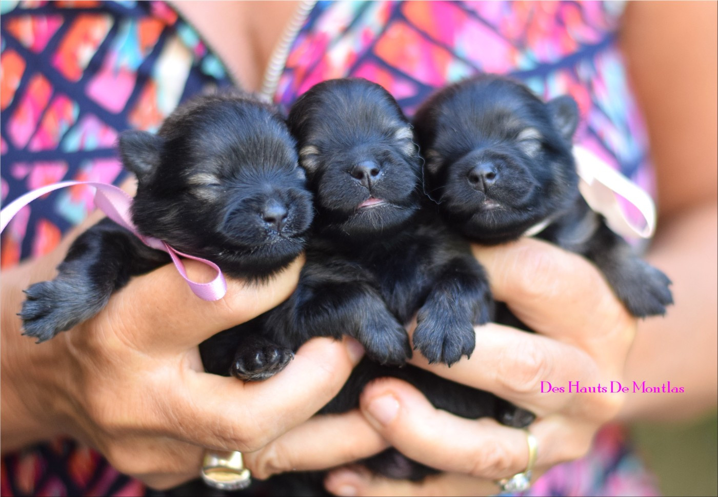 Des Hauts De Montlas - Chiots disponibles - Spitz allemand