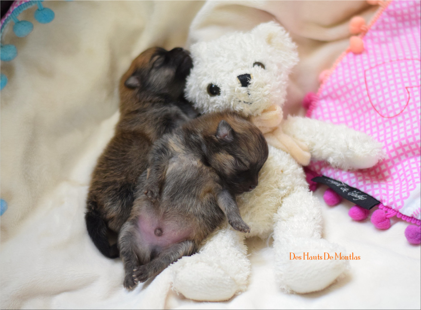 Des Hauts De Montlas - Chiots disponibles - Spitz allemand