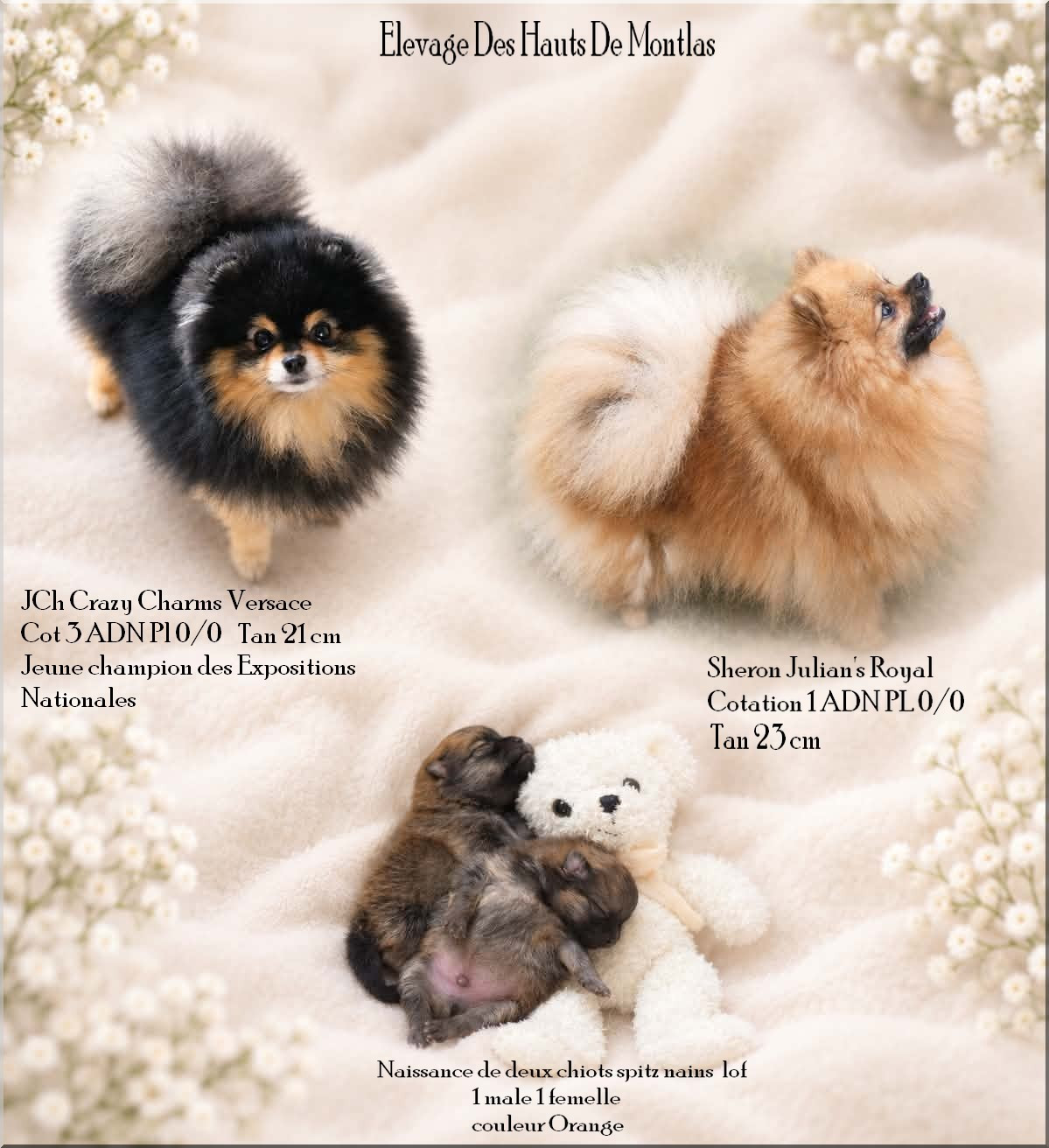 Chiot Spitz allemand Des Hauts De Montlas