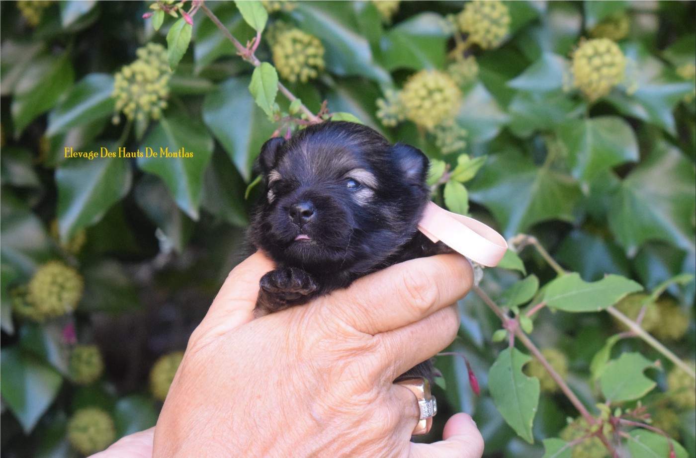Des Hauts De Montlas - Chiots disponibles - Spitz allemand