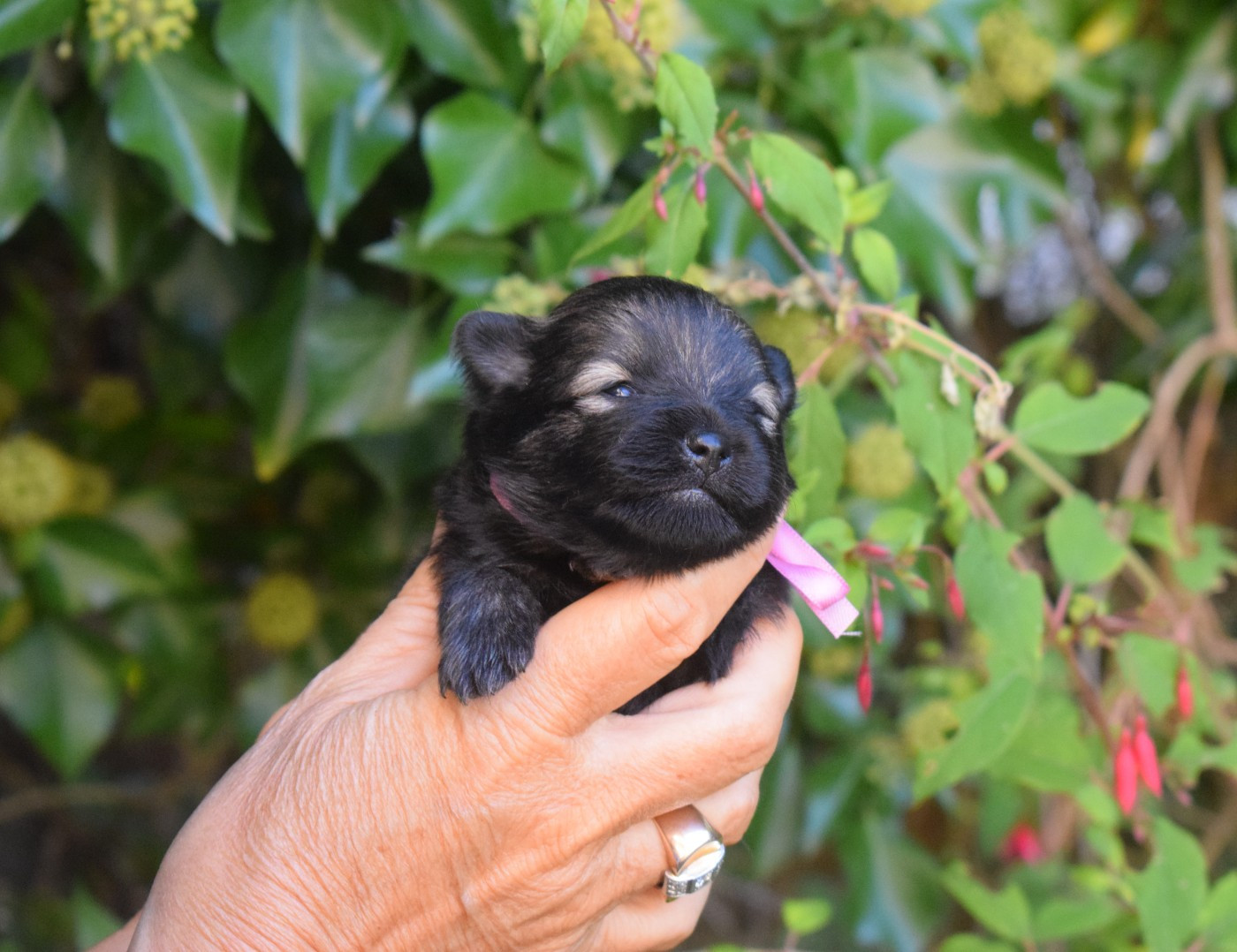 Des Hauts De Montlas - Chiots disponibles - Spitz allemand