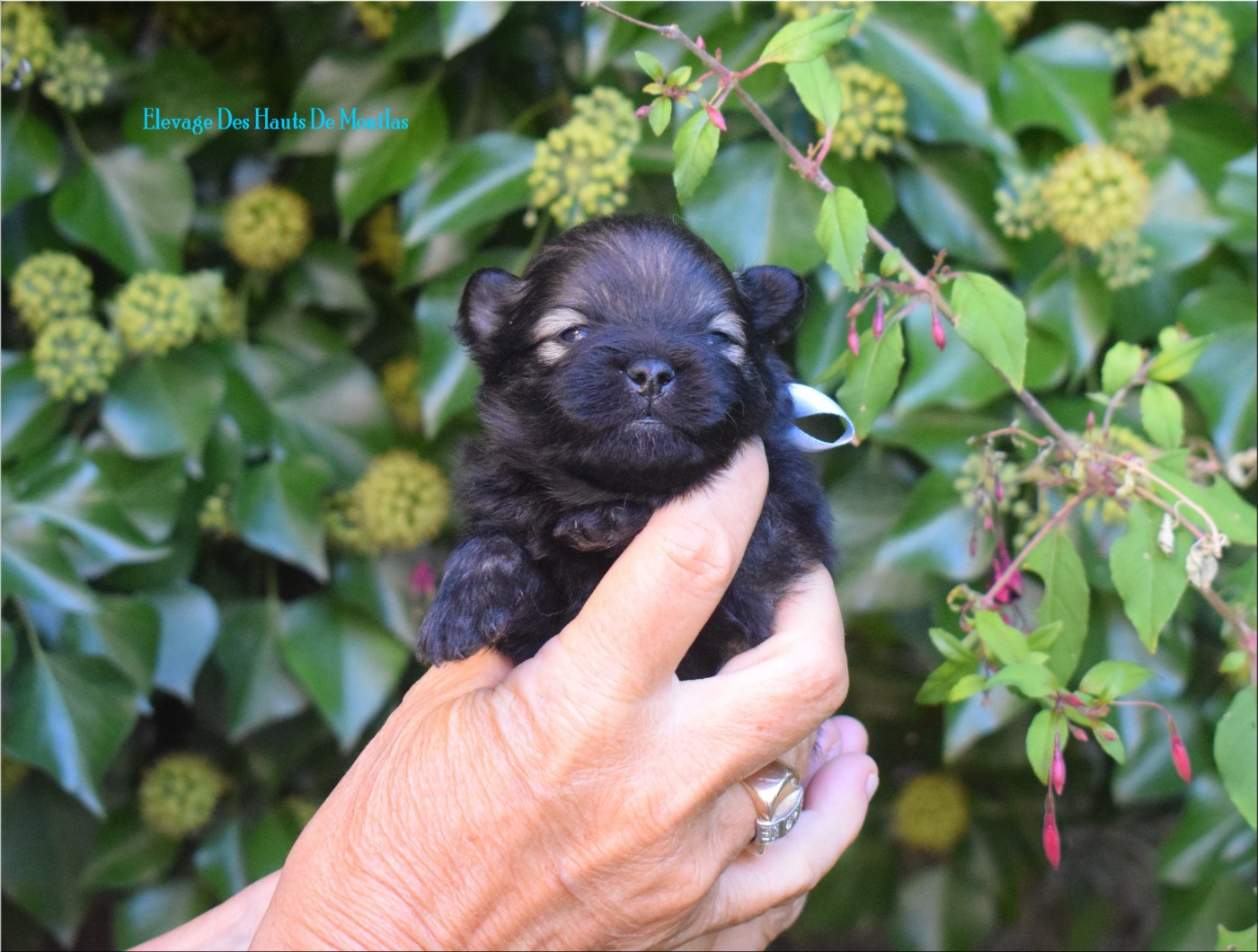 Des Hauts De Montlas - Chiots disponibles - Spitz allemand