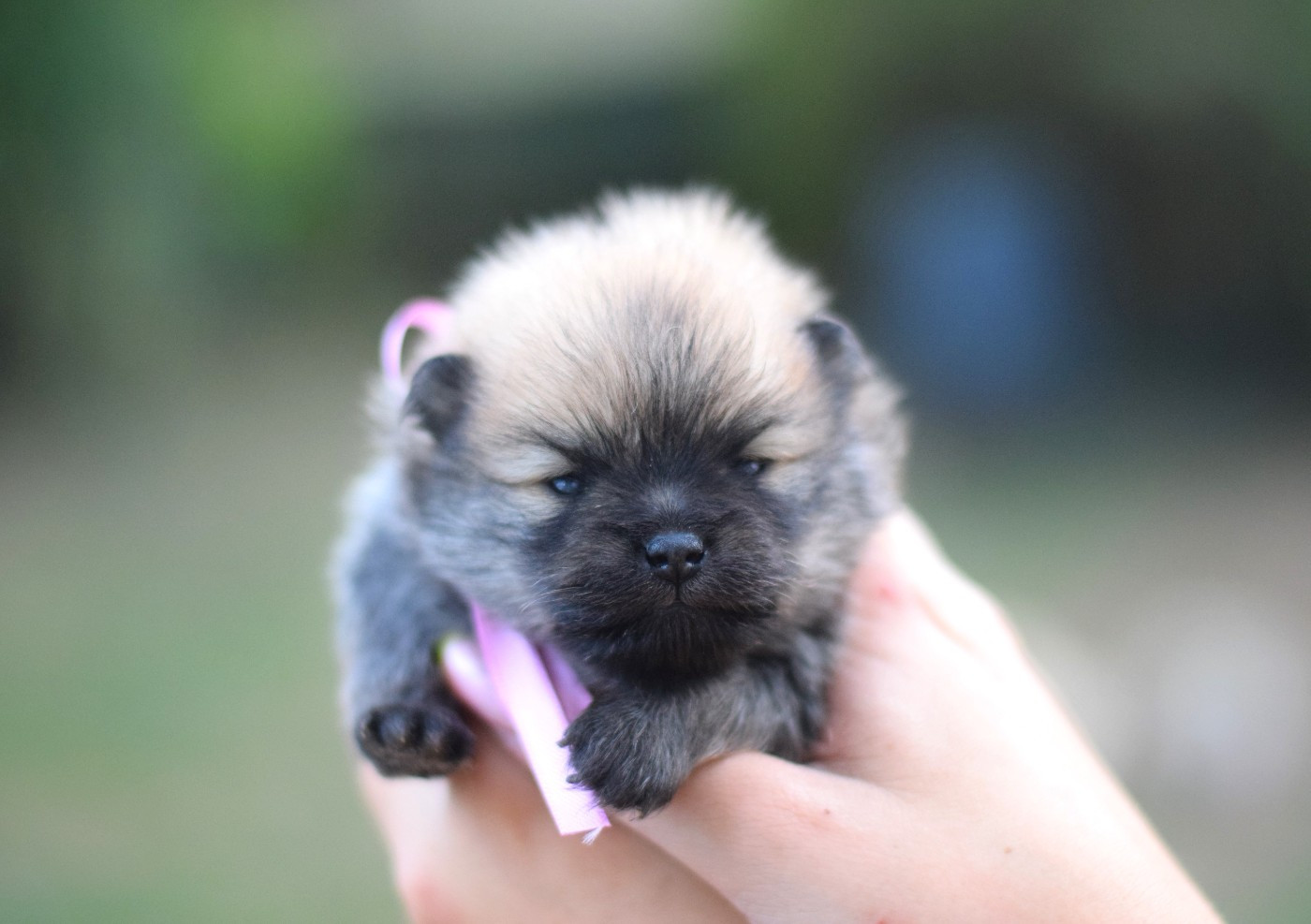 Des Hauts De Montlas - Chiots disponibles - Spitz allemand