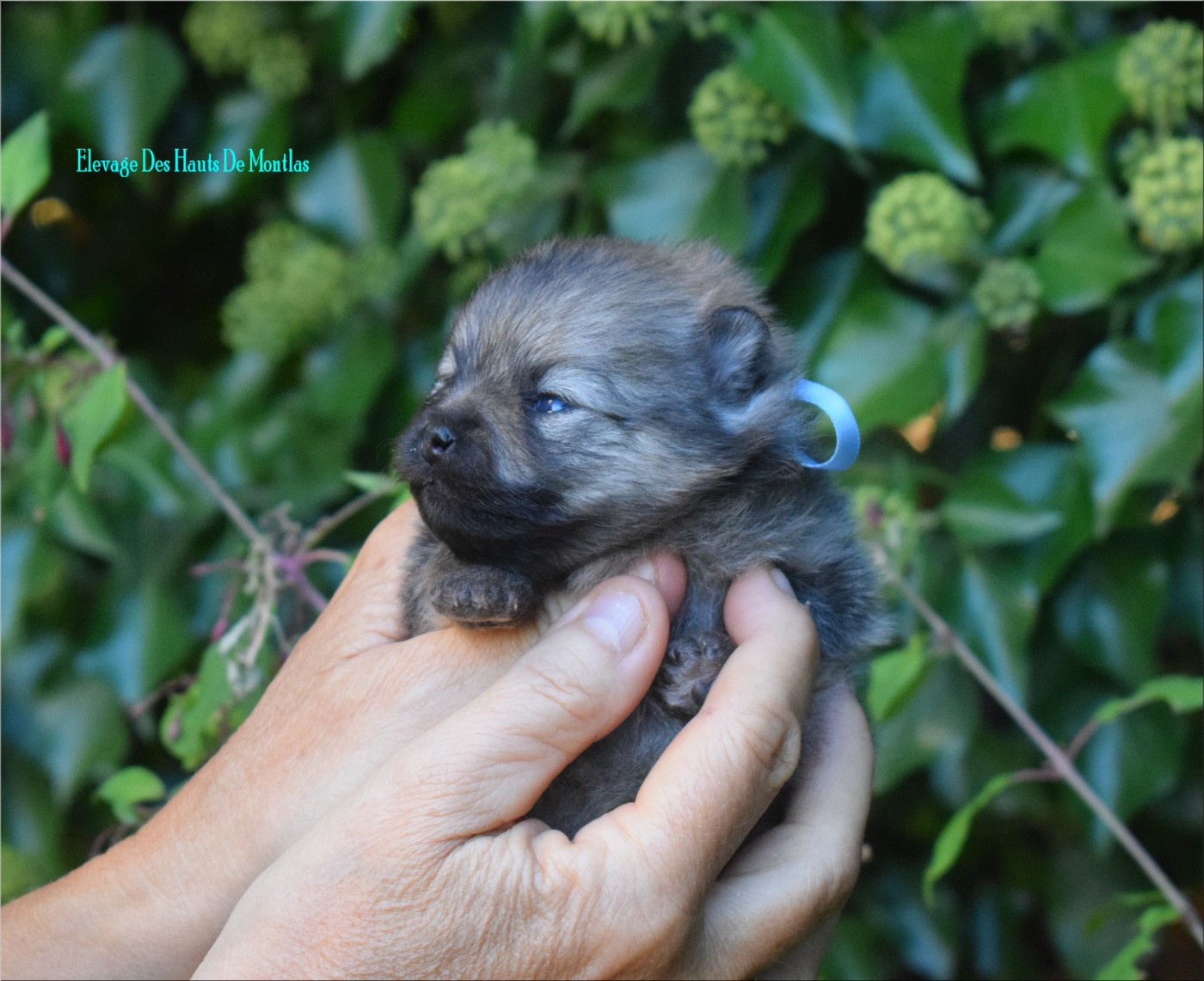 Des Hauts De Montlas - Chiots disponibles - Spitz allemand