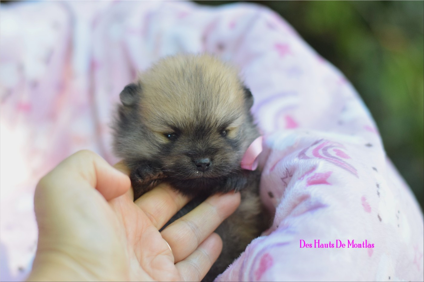 Des Hauts De Montlas - Chiots disponibles - Spitz allemand