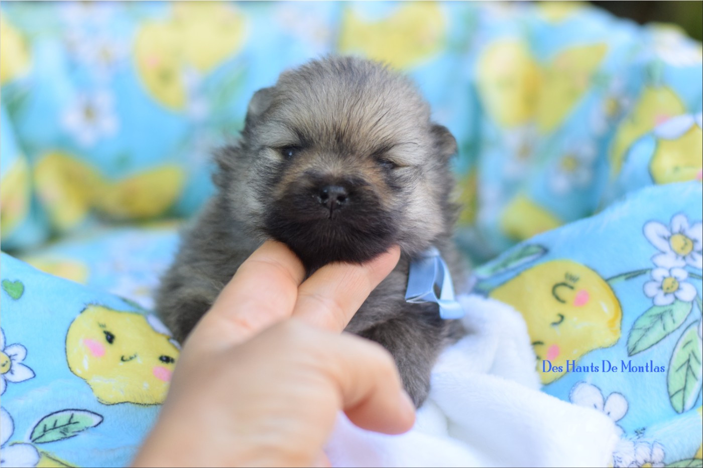 Des Hauts De Montlas - Chiots disponibles - Spitz allemand