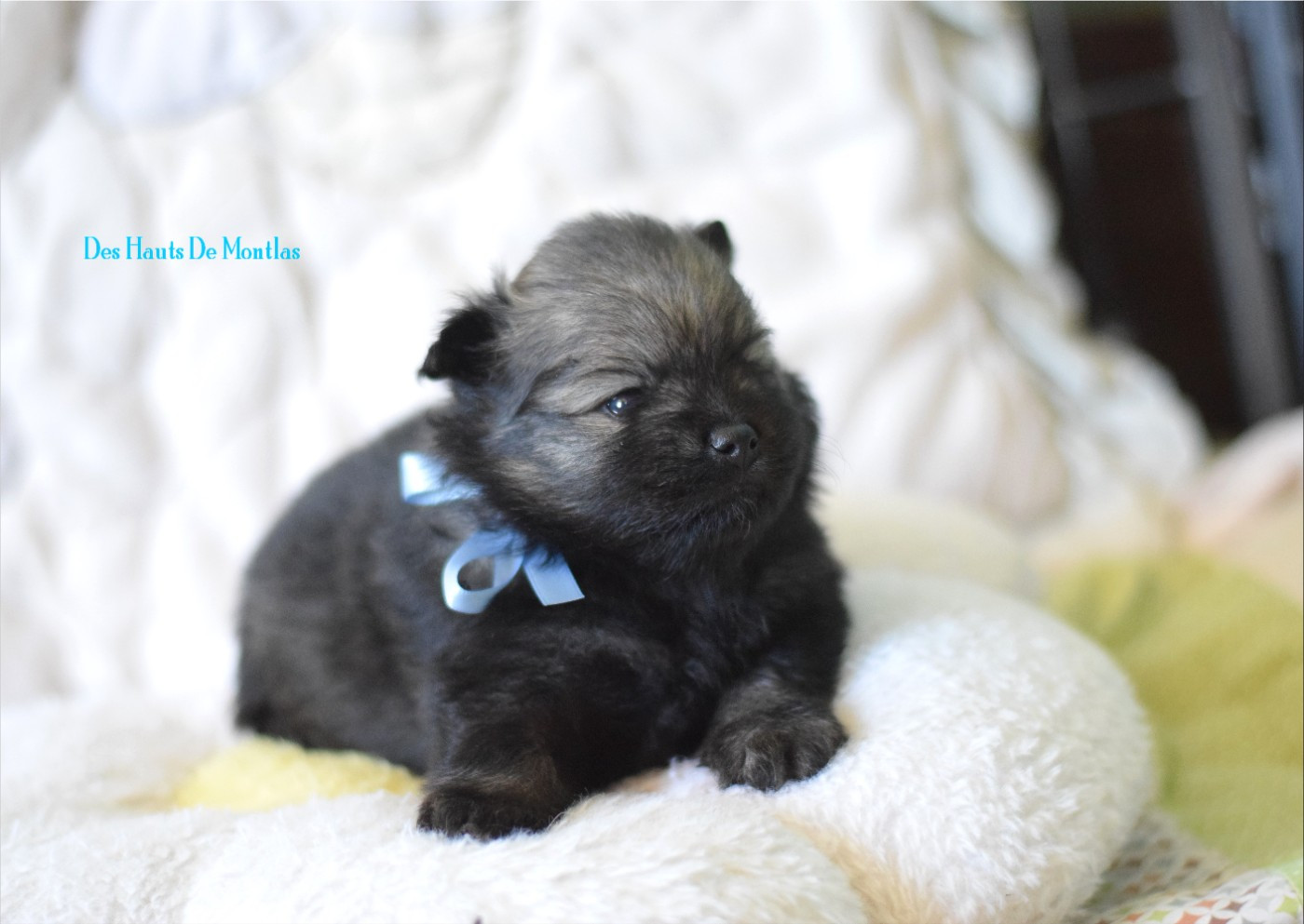 Des Hauts De Montlas - Chiots disponibles - Spitz allemand